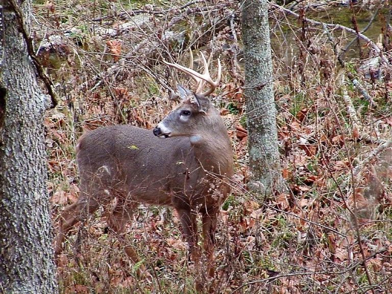 Safety is essential to a successful deer hunting season — KFGO